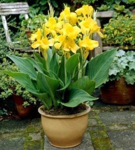 Golden king canna tesbih çiçeği soğanı