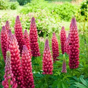 My Castle lupin tohumu acı bakla çiçeği lupinus russel