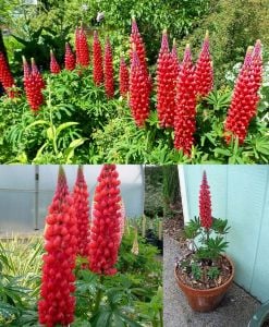 My Castle lupin tohumu acı bakla çiçeği lupinus russel