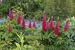 My Castle lupin tohumu acı bakla çiçeği lupinus russel