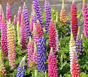 My Castle lupin tohumu acı bakla çiçeği lupinus russel
