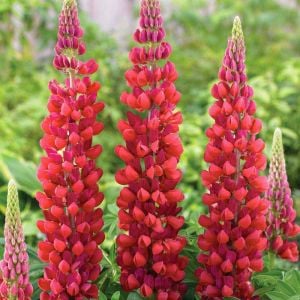 My Castle lupin tohumu acı bakla çiçeği lupinus russel