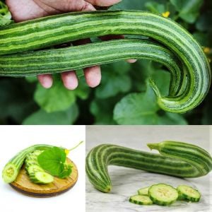 Geleneksel acur tohumu çizgili painted serpent melon
