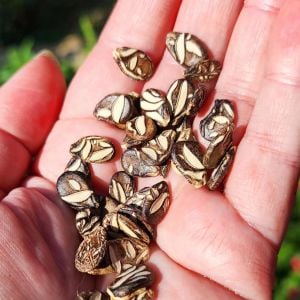 Çekirdeği Oyalı Atalık karpuz tohumu yerli tohum