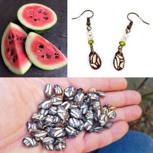 Çekirdeği Oyalı Atalık karpuz tohumu yerli tohum