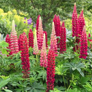 My Castle lupin tohumu acı bakla çiçeği lupinus russel