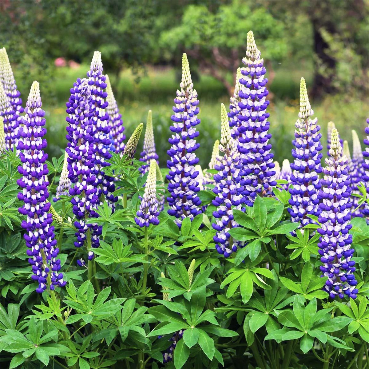 The Governor lupin tohumu acı bakla çiçeği lupinus russel