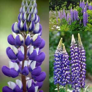 The Governor lupin tohumu acı bakla çiçeği lupinus russel