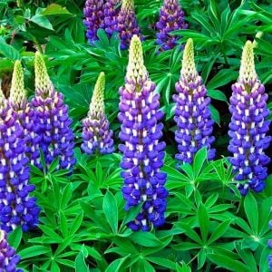 The Governor lupin tohumu acı bakla çiçeği lupinus russel