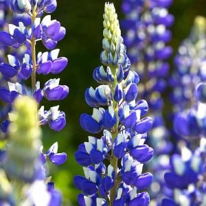 The Governor lupin tohumu acı bakla çiçeği lupinus russel