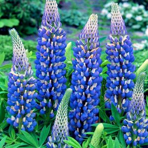 The Governor lupin tohumu acı bakla çiçeği lupinus russel