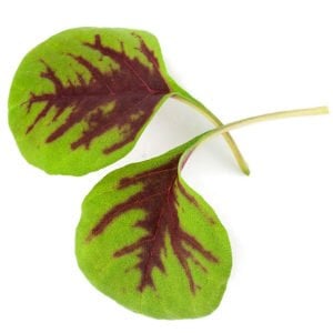 3 renk Passion amaranth tohumu salata