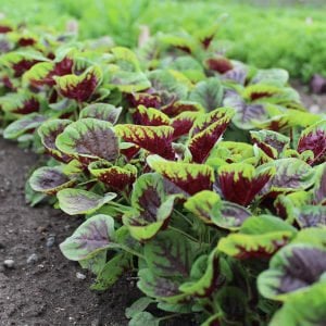 3 renk Passion amaranth tohumu salata