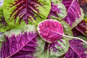 3 renk Passion amaranth tohumu salata