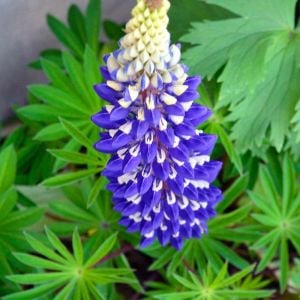 The Governor lupin tohumu acı bakla çiçeği lupinus russel