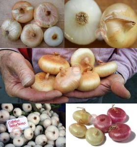 Beyaz cipollini soğan tohumu geleneksel onion bianca di maggio seeds