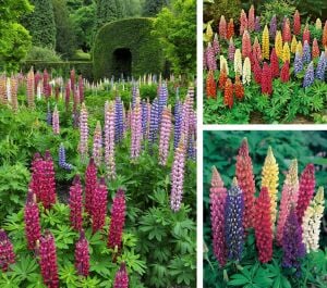 The Chateleine lupin tohumu acı bakla çiçeği lupinus russel