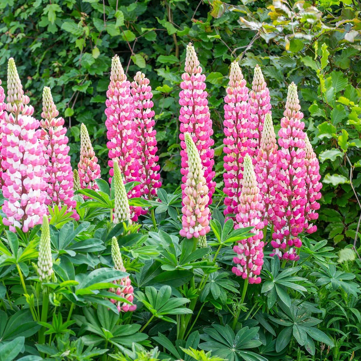 The Chateleine lupin tohumu acı bakla çiçeği lupinus russel
