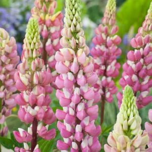 The Chateleine lupin tohumu acı bakla çiçeği lupinus russel