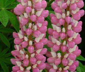 The Chateleine lupin tohumu acı bakla çiçeği lupinus russel