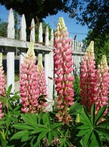 The Chateleine lupin tohumu acı bakla çiçeği lupinus russel