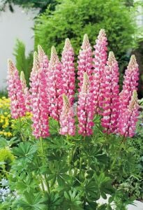 The Chateleine lupin tohumu acı bakla çiçeği lupinus russel