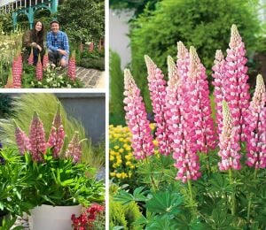 The Chateleine lupin tohumu acı bakla çiçeği lupinus russel