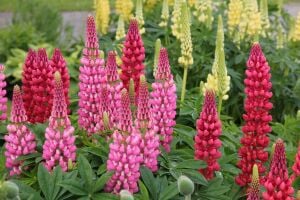 The Chateleine lupin tohumu acı bakla çiçeği lupinus russel