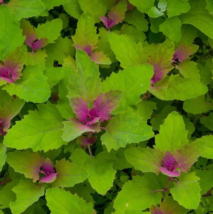 Meksika ıspanak ağacı tohumu tree spinach Chenopodium giganteum