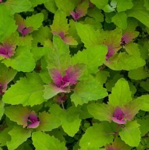 Meksika ıspanak ağacı tohumu tree spinach Chenopodium giganteum