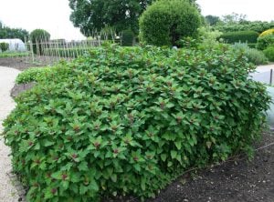 Meksika ıspanak ağacı tohumu tree spinach Chenopodium giganteum