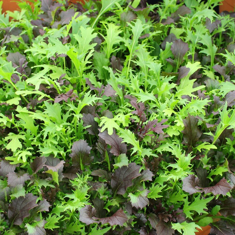 Kıvırcık salata karışımı tohumu