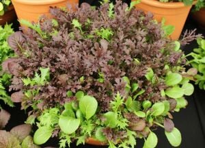 Kıvırcık salata karışımı tohumu