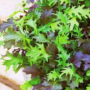 Kıvırcık salata karışımı tohumu