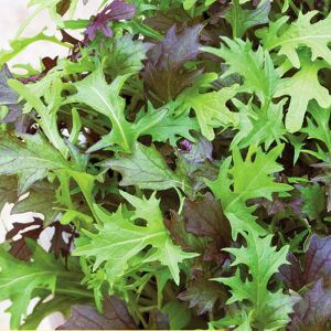 Kıvırcık salata karışımı tohumu