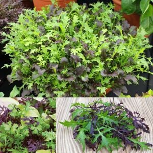 Kıvırcık salata karışımı tohumu