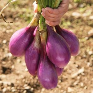 Kırmızı soğan tohumu italyan red long of tropea atalık