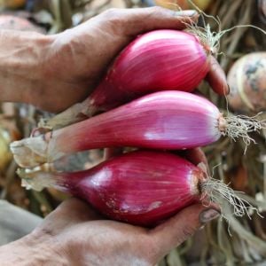 Kırmızı soğan tohumu italyan red long of tropea atalık