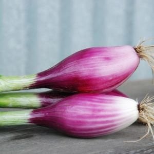 Kırmızı soğan tohumu italyan red long of tropea atalık