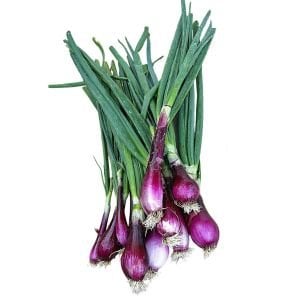 Kırmızı soğan tohumu italyan red long of tropea atalık
