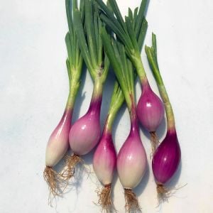 Kırmızı soğan tohumu italyan red long of tropea atalık