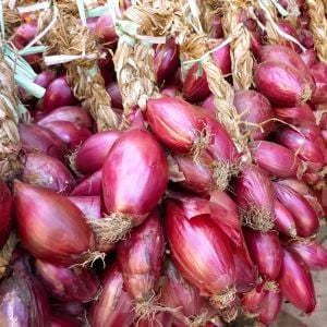 Kırmızı soğan tohumu italyan red long of tropea atalık