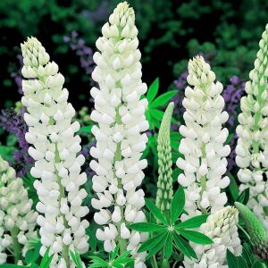 Noble Maiden lupin tohumu acı bakla çiçeği lupinus russel