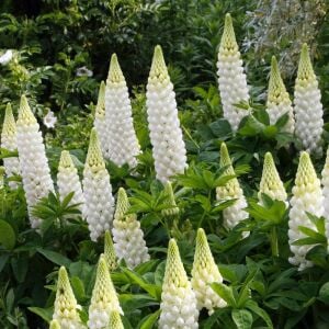 Noble Maiden lupin tohumu acı bakla çiçeği lupinus russel