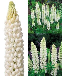 Noble Maiden lupin tohumu acı bakla çiçeği lupinus russel