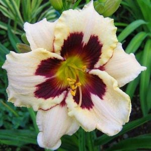 Moonlight masquerade  güngüzeli saksıda hemerocallis