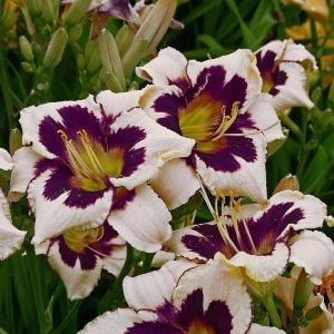 Moonlight masquerade  güngüzeli saksıda hemerocallis