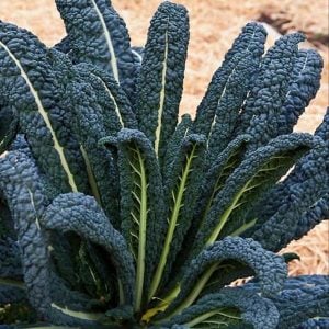 Kıvırcık kara lahana tohumu cavolo nero di Toscana brassica