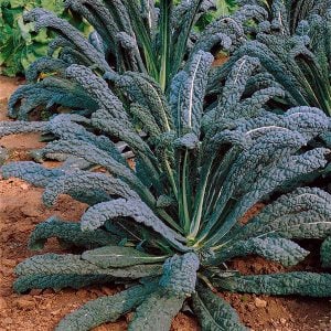 Kıvırcık kara lahana tohumu cavolo nero di Toscana brassica