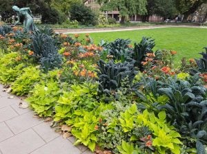Kıvırcık kara lahana tohumu cavolo nero di Toscana brassica
